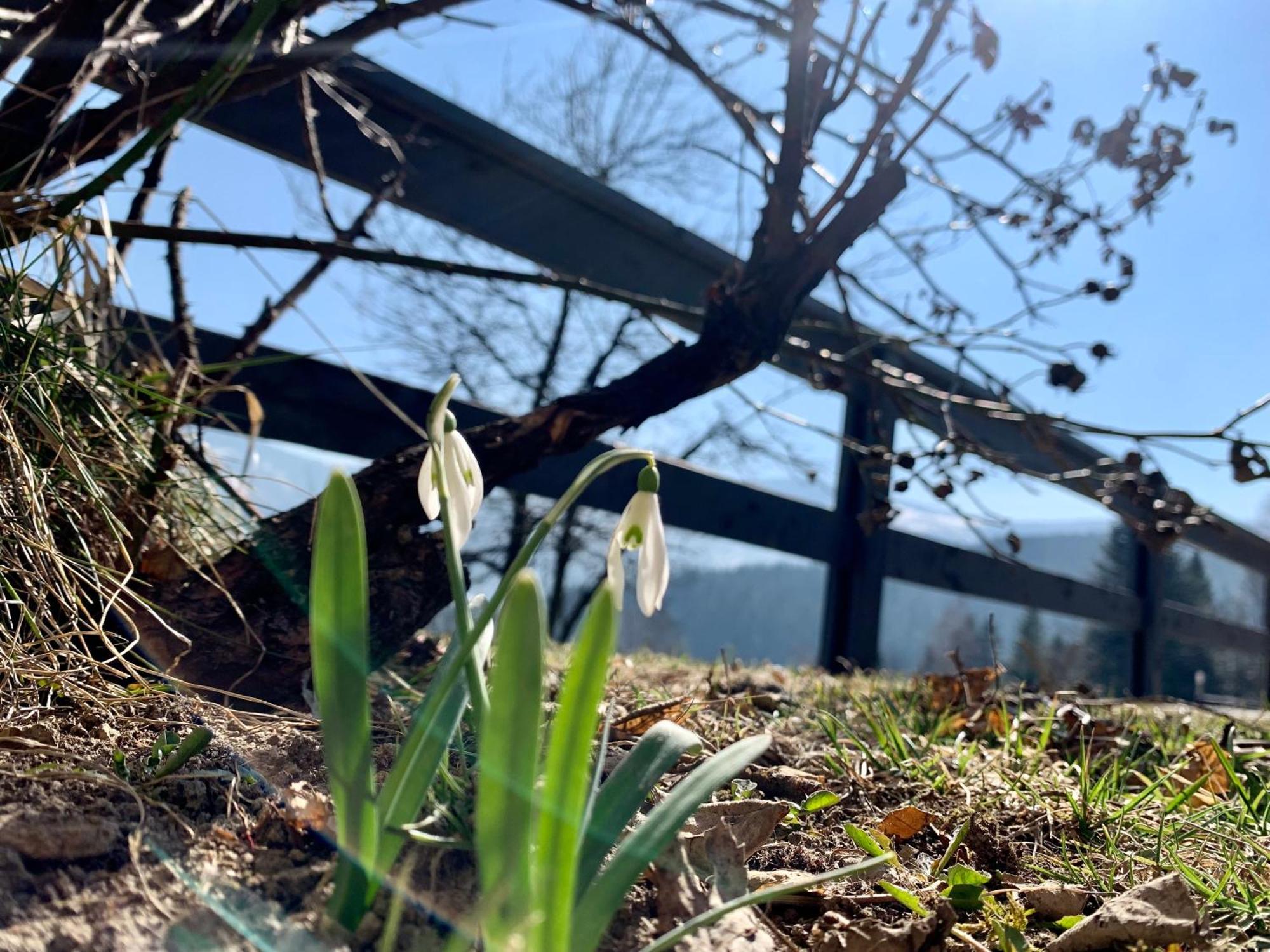 Romanka Żabnica Kültér fotó